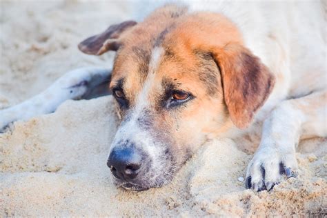 billigste hundeforsikring|Den Bedste Hundeforsikring 2024 Til Dig Og Din Hund